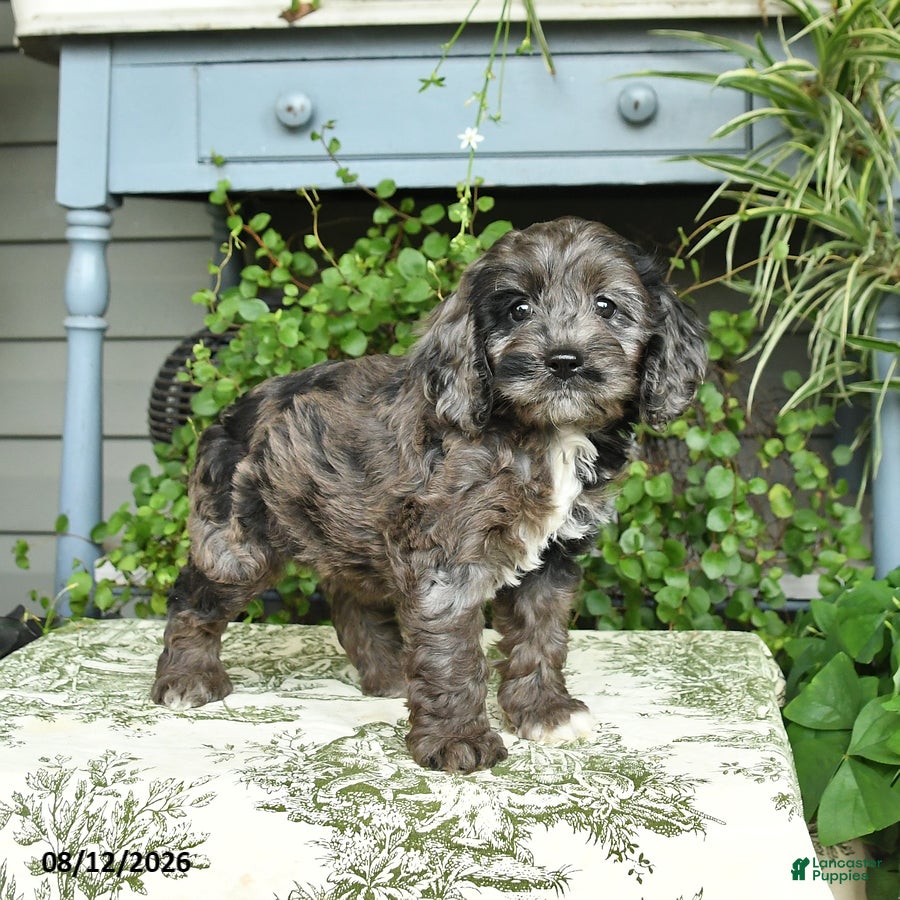 Cockapoo dogs Beauty - Ad 1