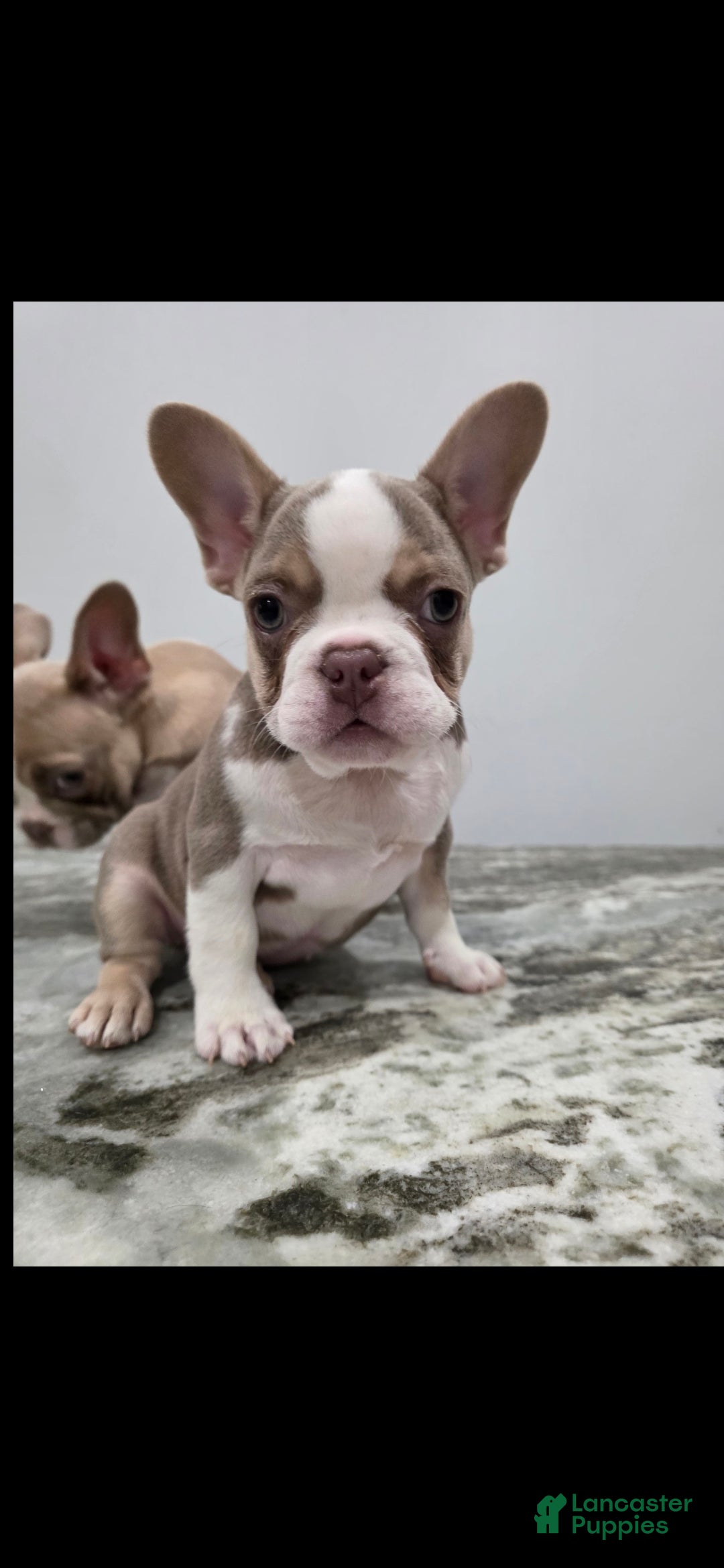 French Bulldog dogs Chanel - Ad 1