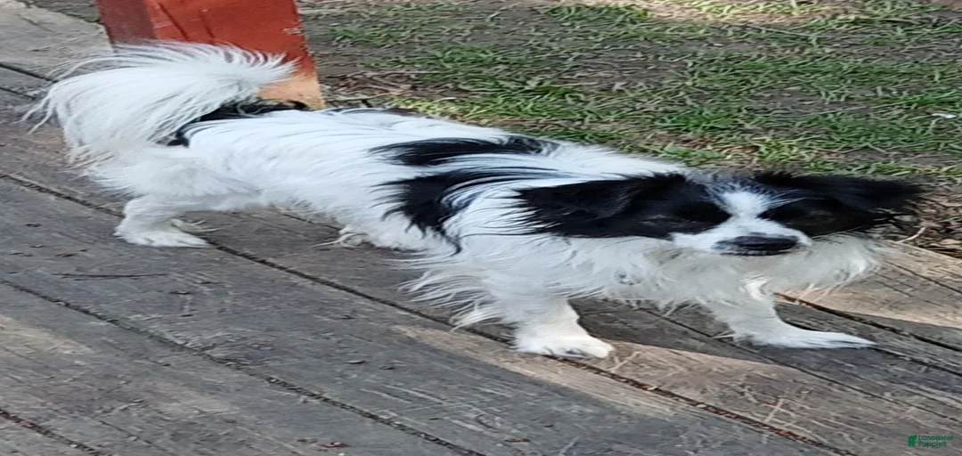 Gallery Image {{count}}