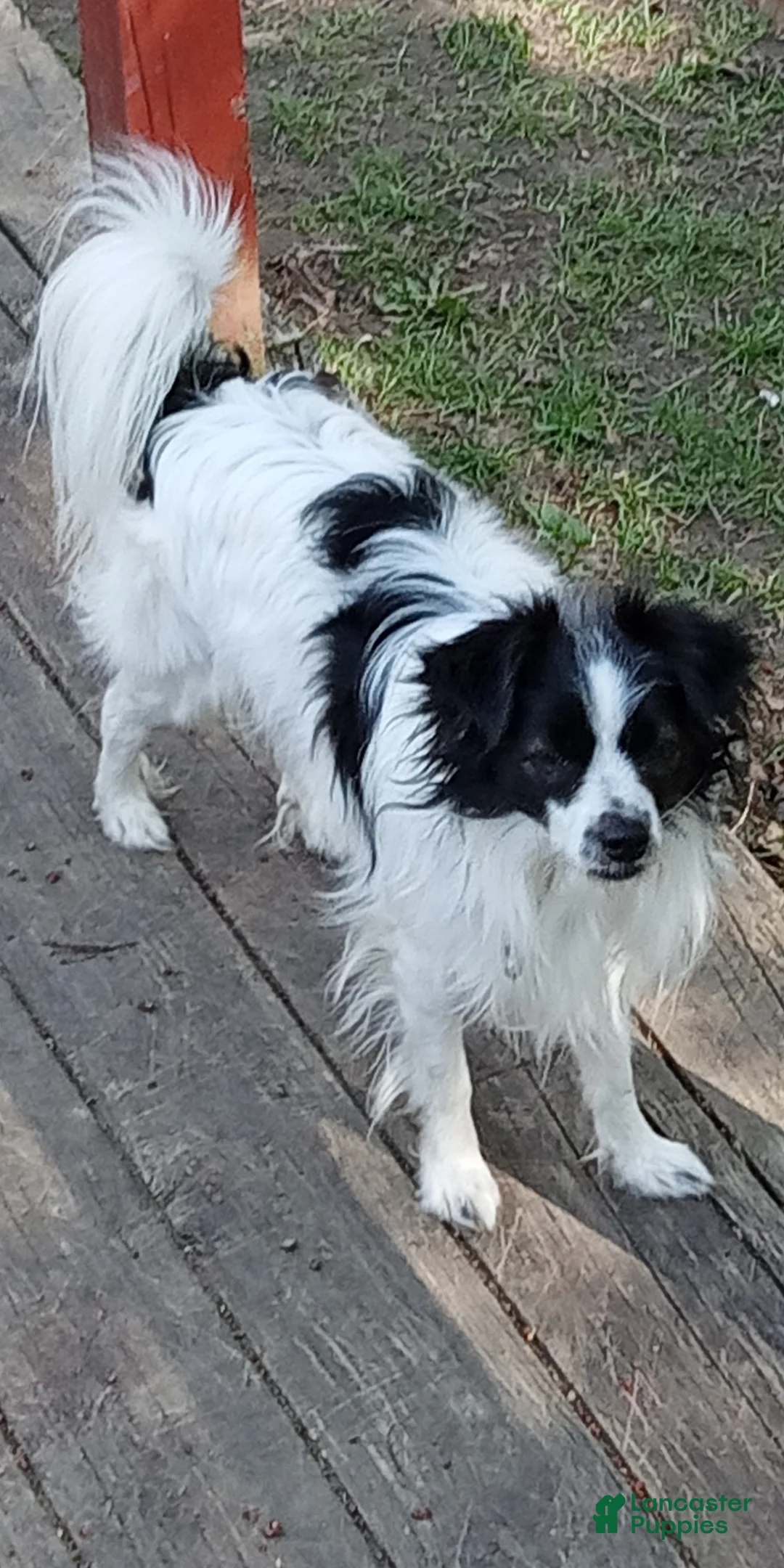 Gallery Image {{count}}