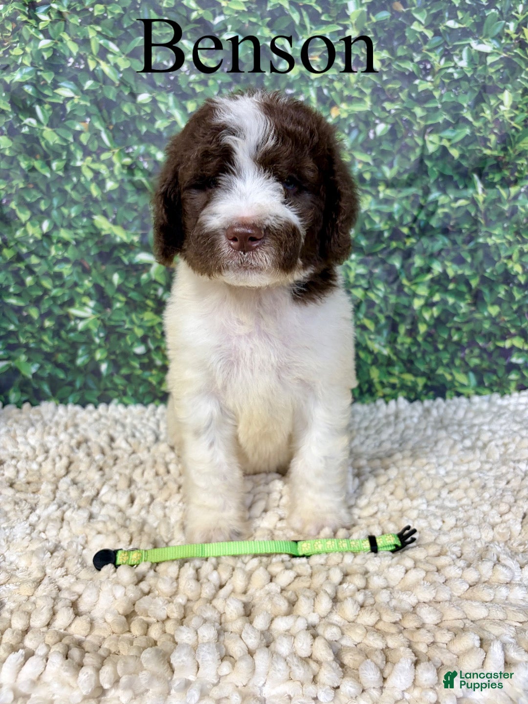 Saint Berdoodles dogs Benson - Ad 1