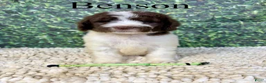 Benson