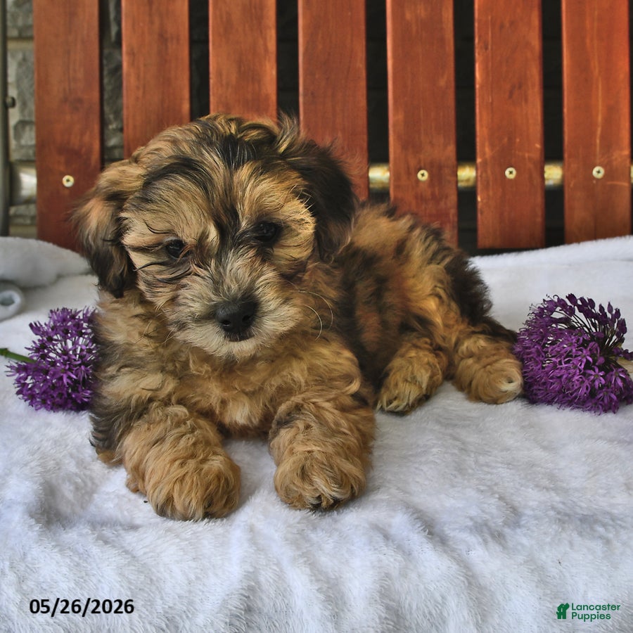 Shihpoo dogs Cupcake - Ad 1