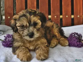 Shihpoo dogs for sale: Cupcake - Ad 4