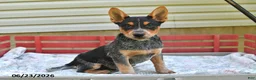 Australian Cattle Dog dogs for sale: Blackie - Ad 3
