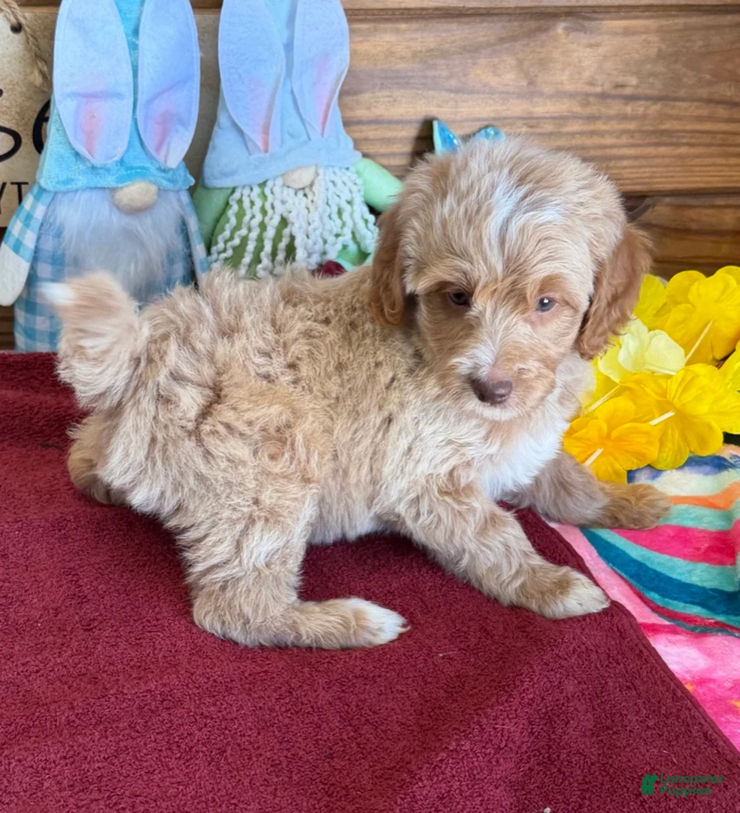 Mini Goldendoodle dogs for sale: Grant - Ad 4
