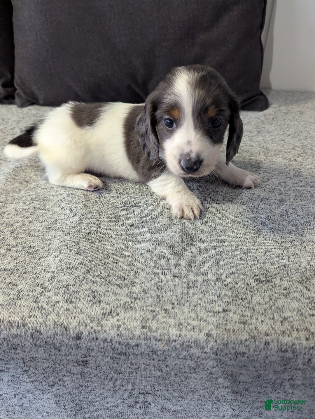 Miniature Dachshund dogs for sale: Comet - Ad 6