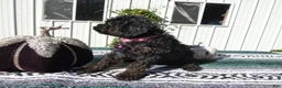 Mini Goldendoodle dogs for sale: Mini Goldendoodle 4 Stella - Ad 4