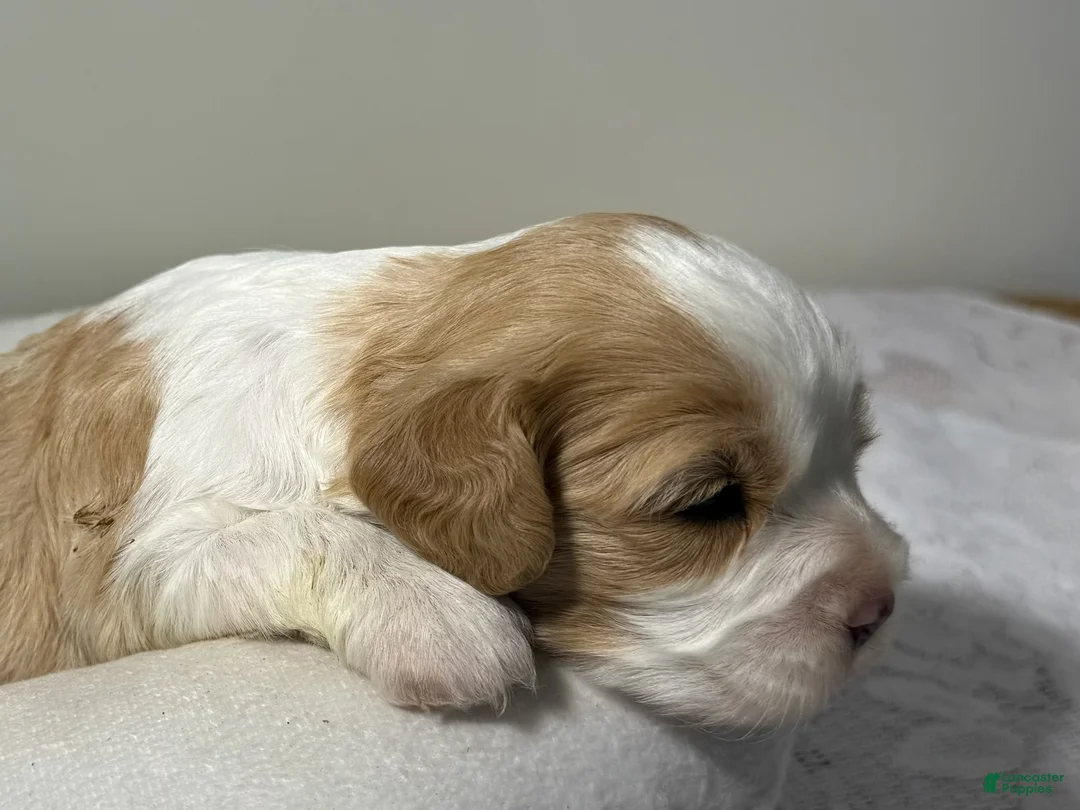 Cavapoo dogs for sale: Gem Cavapoo  - Ad 2