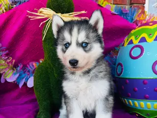 Siberian Husky dogs Braxton - Ad 5