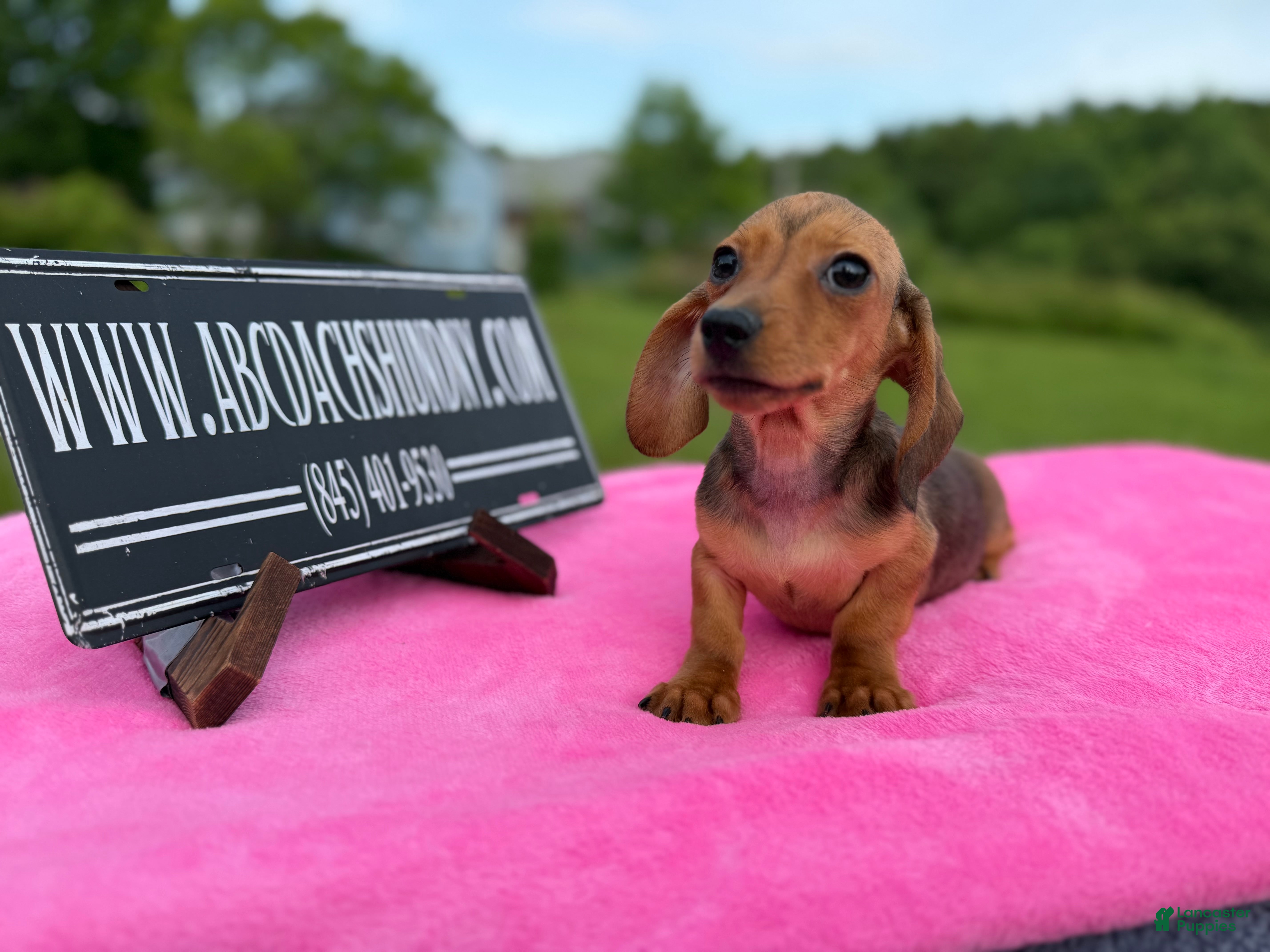 Miniature Dachshund dogs Miniature Dachshund Puppy 3 - Ad 22