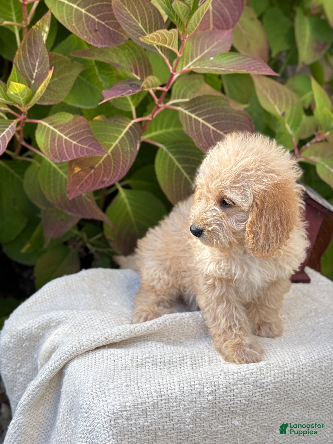 Mini Goldendoodle dogs for sale: Journey - Ad 9