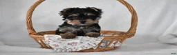 Yorkshire Terrier dogs for sale: Buttons - Ad 1