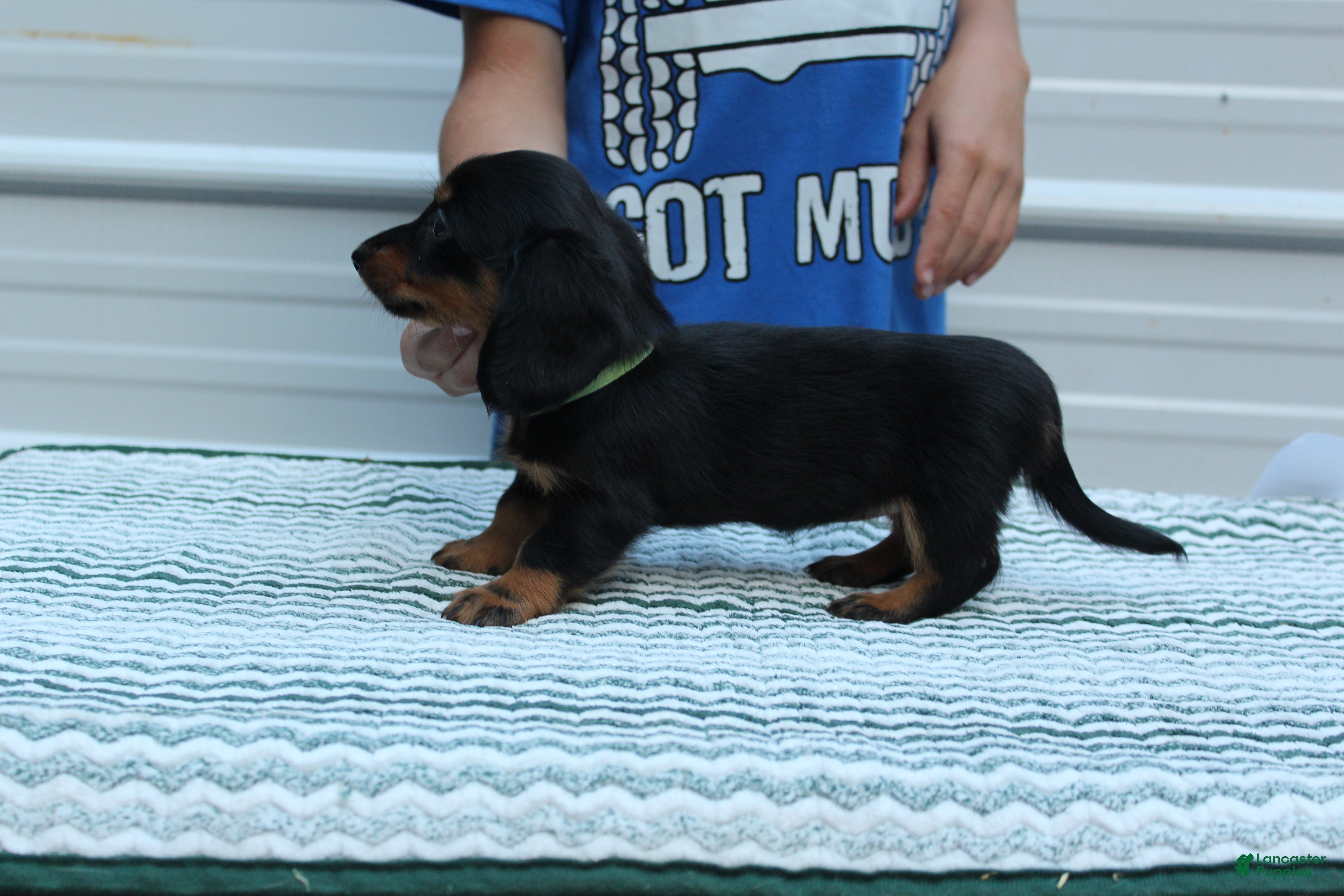 Miniature Dachshund dogs Moira - Ad 1