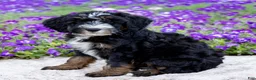Mini Bernedoodle dogs for sale: Dale - Ad 1