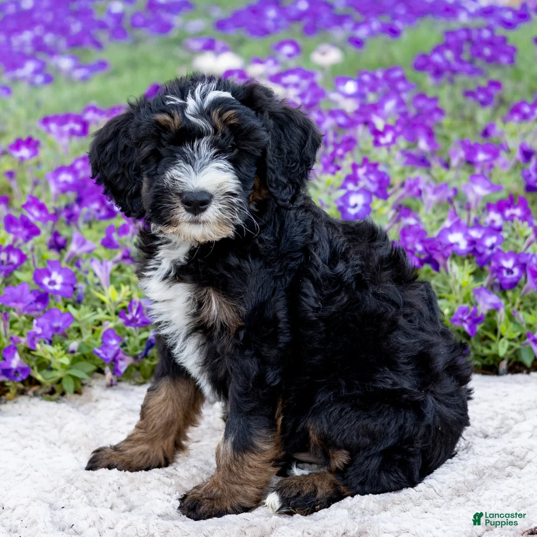 Mini Bernedoodle dogs for sale: Dale - Ad 1
