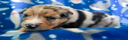 Miniature Australian Shepherd dogs for sale: Miniature Australian Shepherd 3 - Ad 11