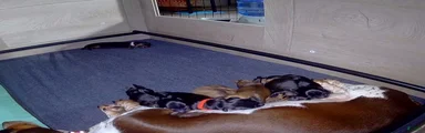 Dachshund 3