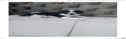 Mixed Breed dogs for sale: Maverick - Ad 3