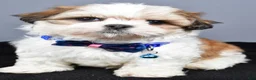 Shih Tzu dogs for sale: Manny - Ad 6