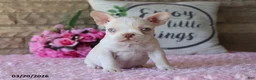 Frenchton dogs for sale: Rose  - Ad 5