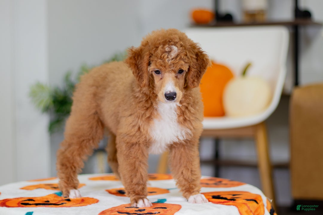 Toy Poodle dogs for sale: Wanda - Ad 9