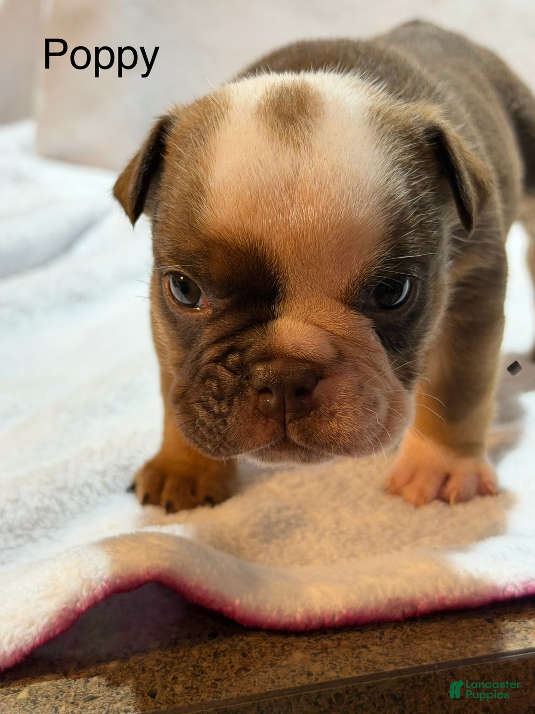 English Bulldog dogs for sale: English Bulldog Puppy 5 - Ad 12