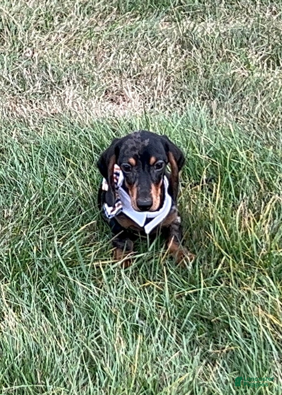 Miniature Dachshund dogs for sale: Pra clear CH Parents AKC  - Ad 17