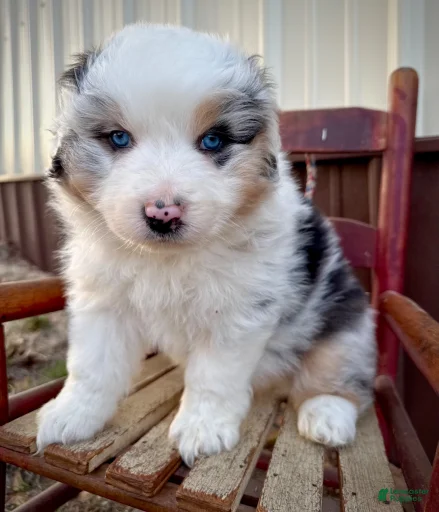 Gallery Image {{count}}