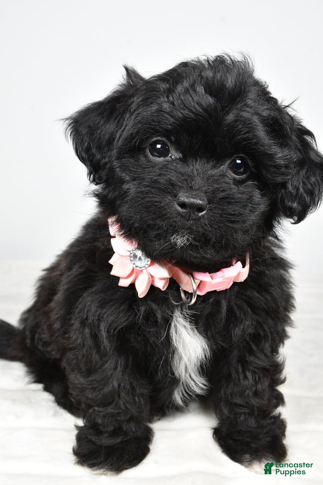 Shihpoo dogs for sale: Indie - Ad 2