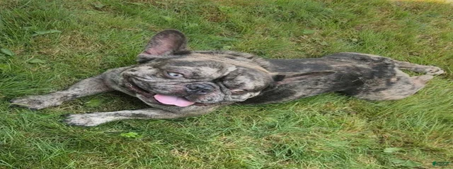 Drako