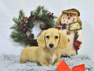 Miniature Dachshund dogs - Ad 24