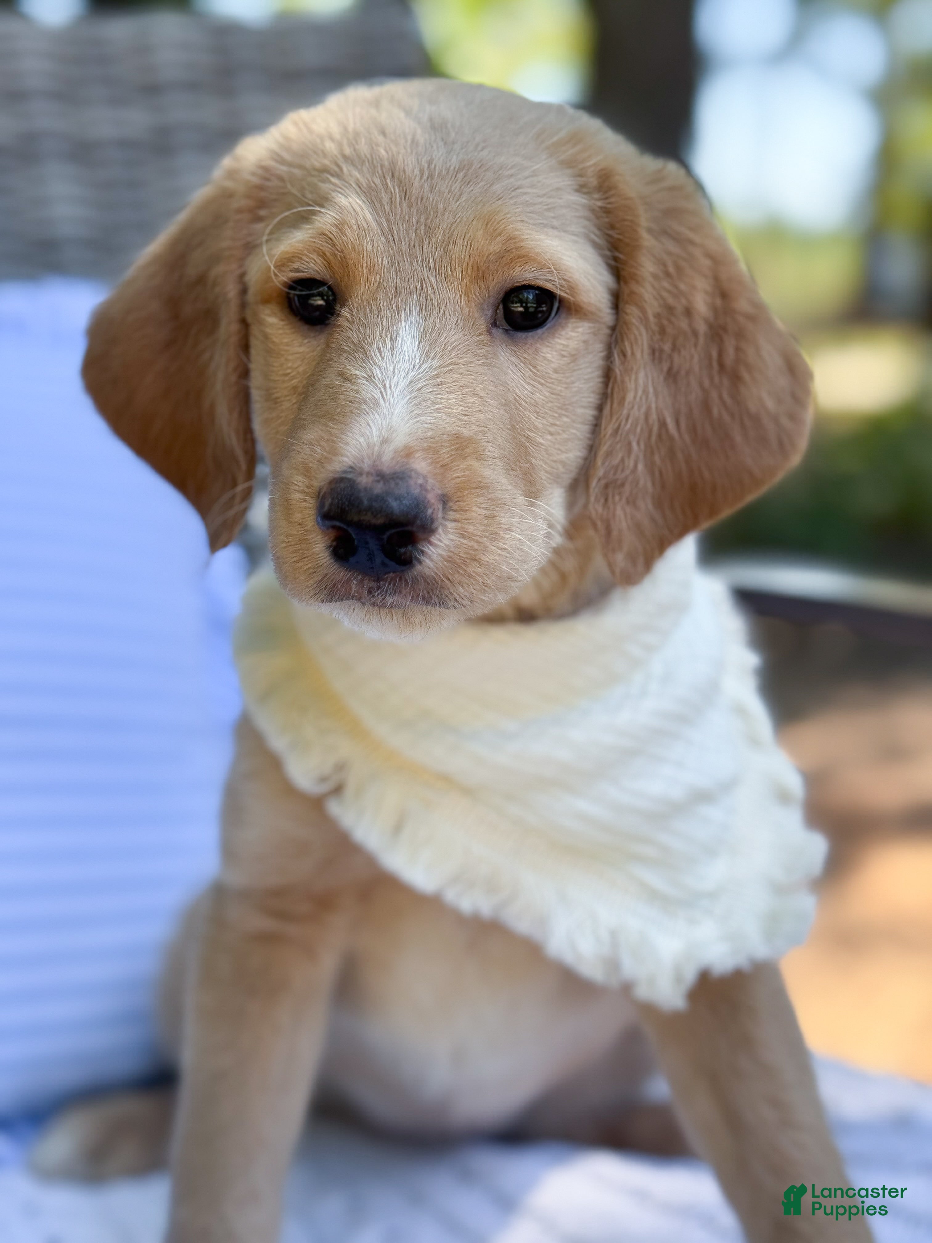 Labradoodle Adult Short Hair Poodle Labradoodle Haircuts Teddy