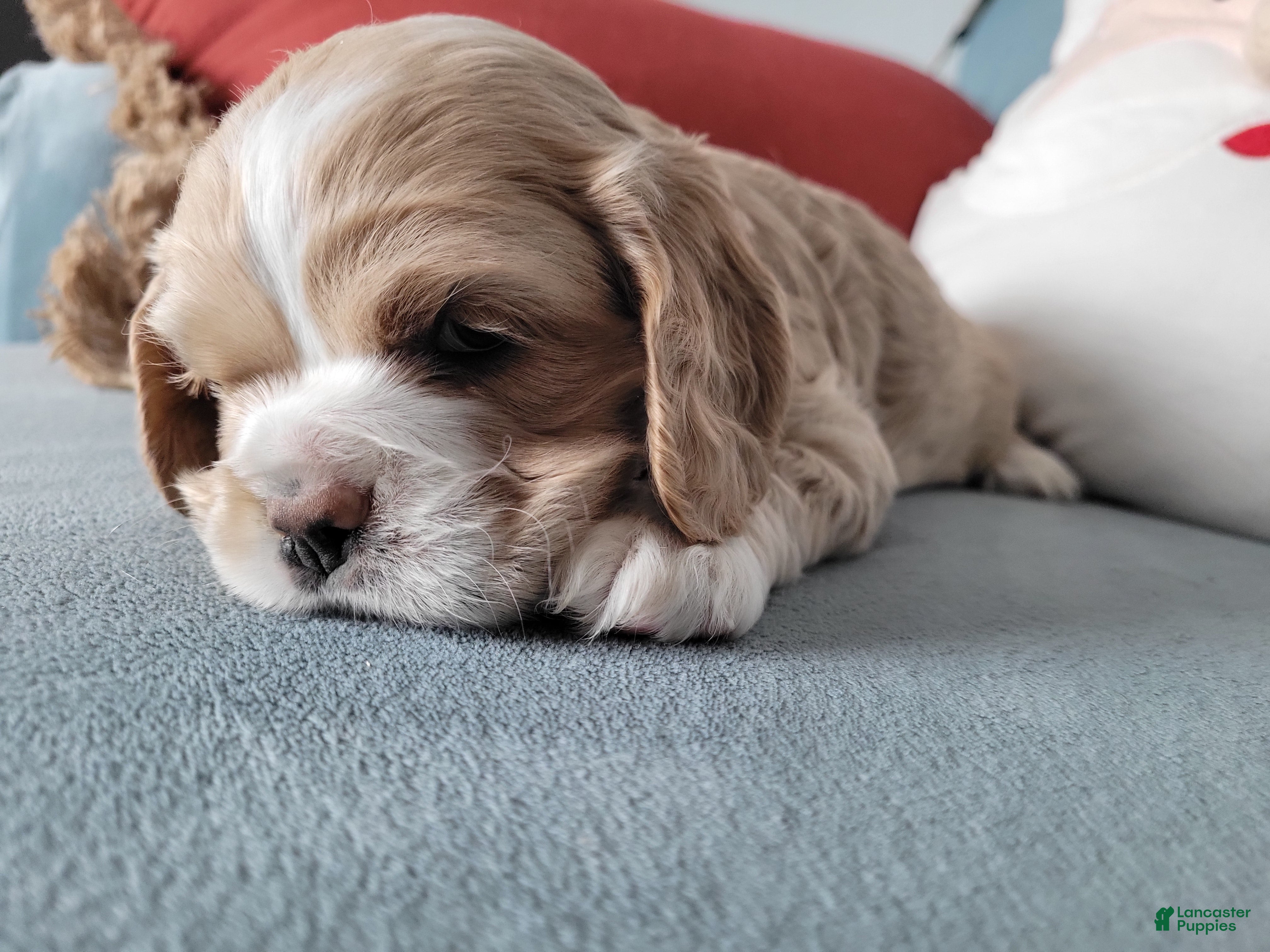 Cocker Spaniel dogs for sale: Cocker Spaniel Puppy 1 - Ad 1