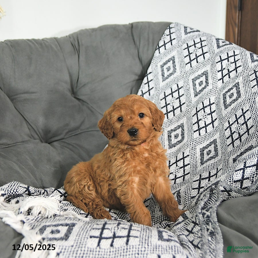 Mini Goldendoodle dogs Noelle - Ad 42