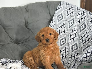 Mini Goldendoodle dogs for sale: Noelle - Ad 2