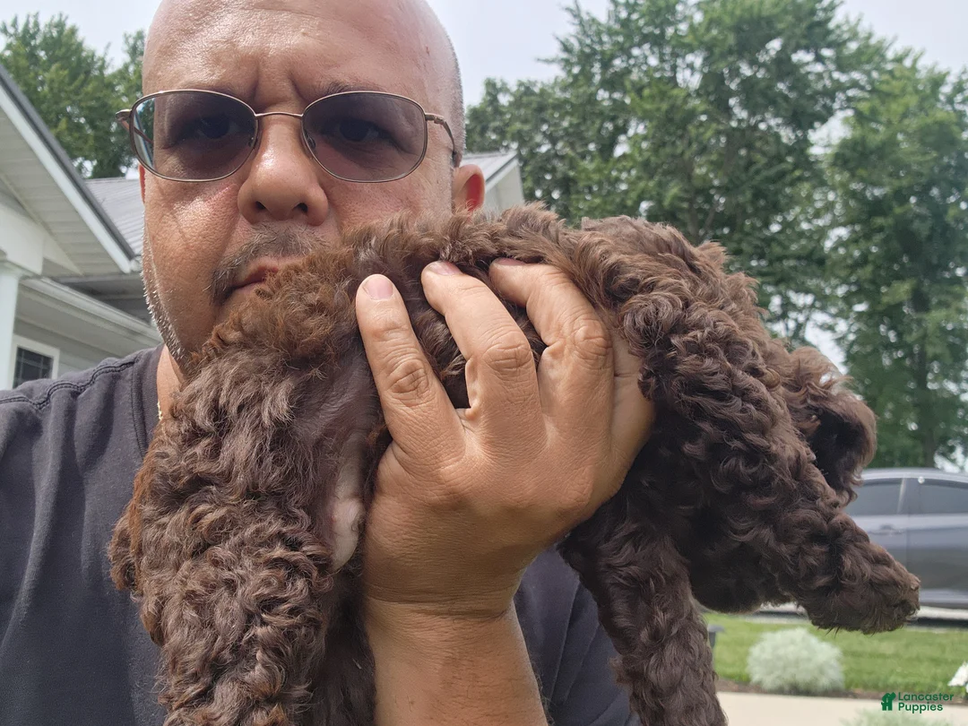 Mini Goldendoodle dogs for sale: Kane - Ad 2