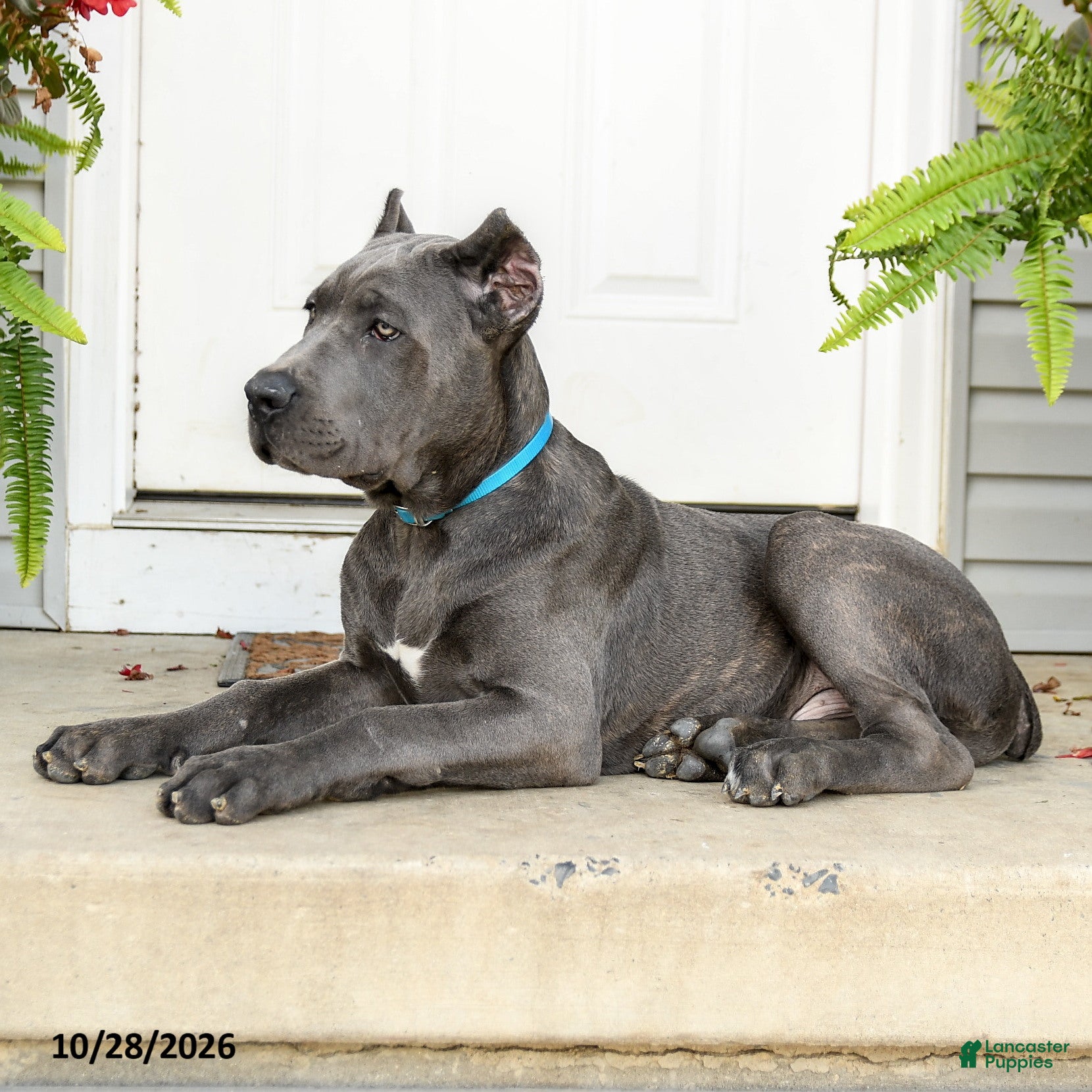 Cane Corso dogs for sale: Leo  - Ad 2
