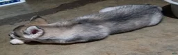 Siberian Husky dogs for sale: Siberian Husky 4 - Ad 8
