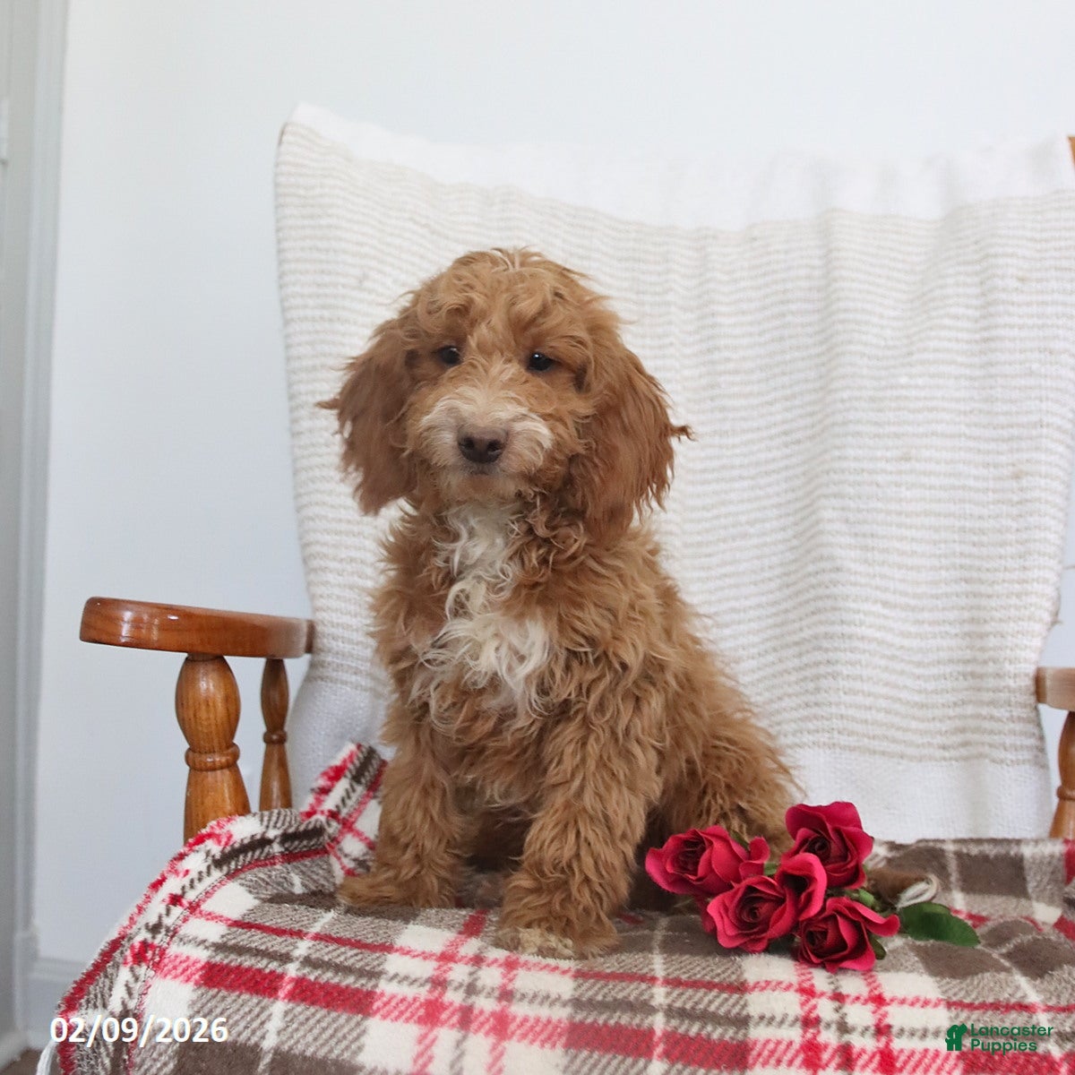 Cockapoo dogs Carter - Ad 2