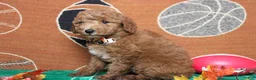Mixed Breed dogs for sale: Seville - Ad 6