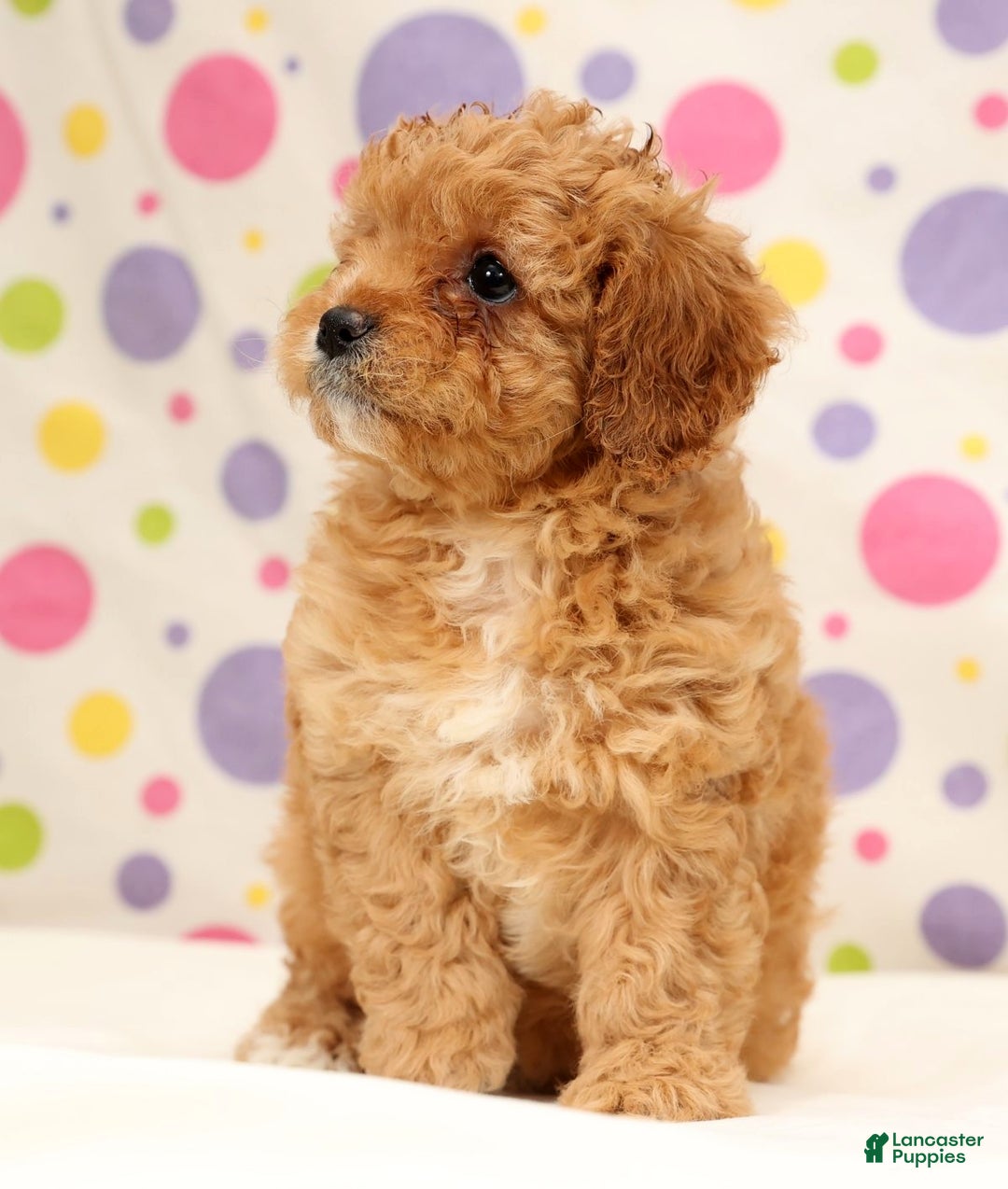 Cavapoo dogs for sale: Amelia - Ad 5