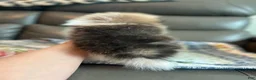 Pomeranian dogs for sale: Leo - Ad 5