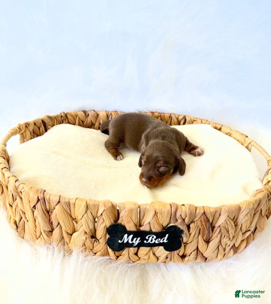 Miniature Dachshund dogs AKC Slinky - Ad 8