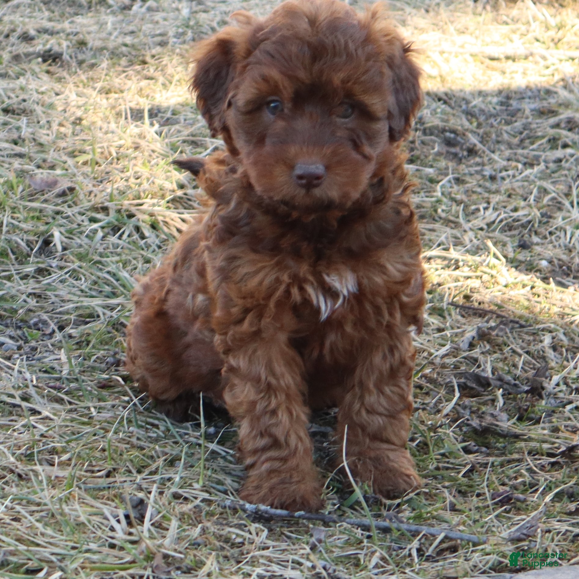 Mini Goldendoodle dogs Lenny - Ad 2