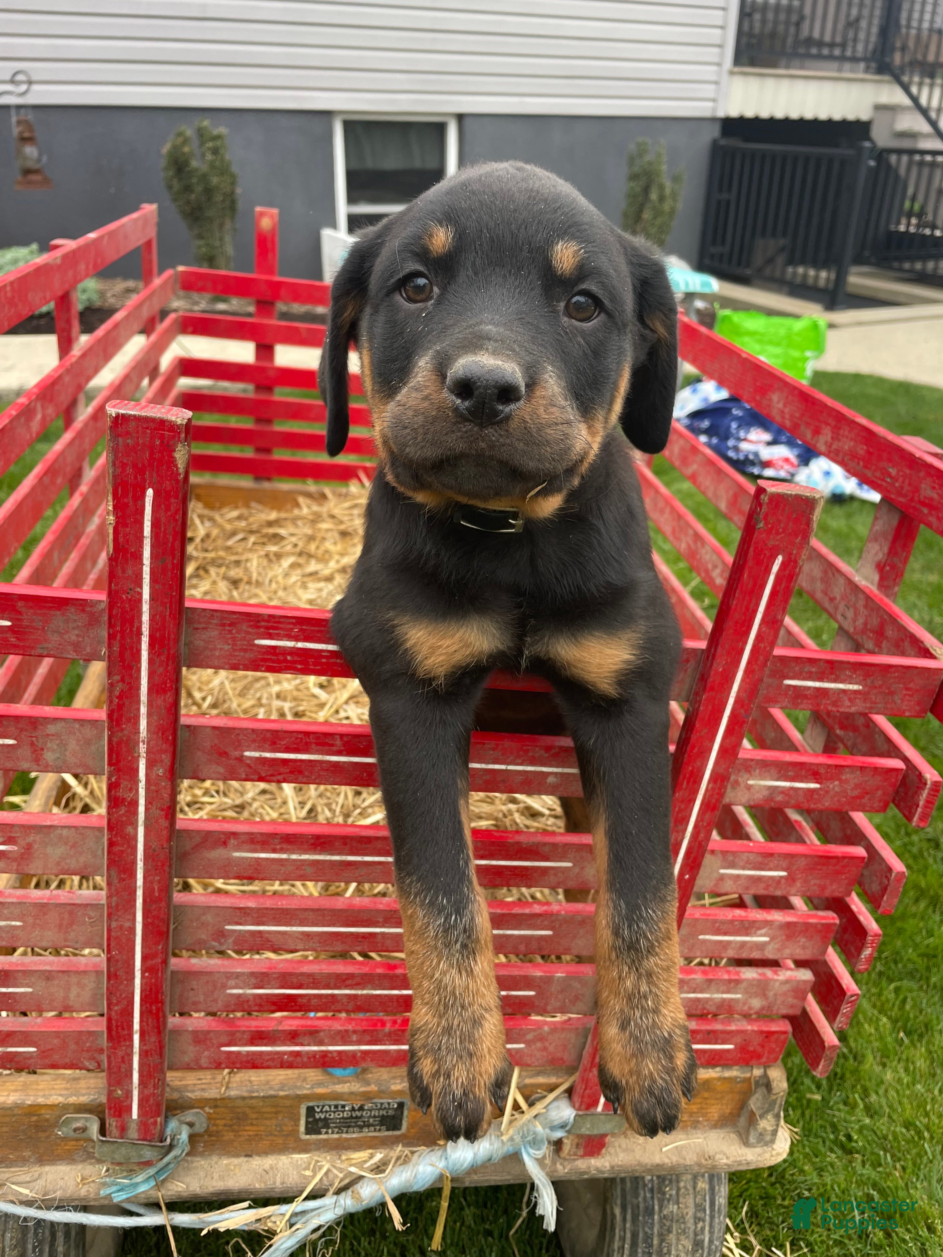 Rottweiler dogs Aston - Ad 23