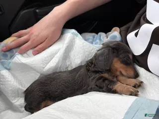 Dachshund dogs Dachshund Puppy 1 - Ad 40