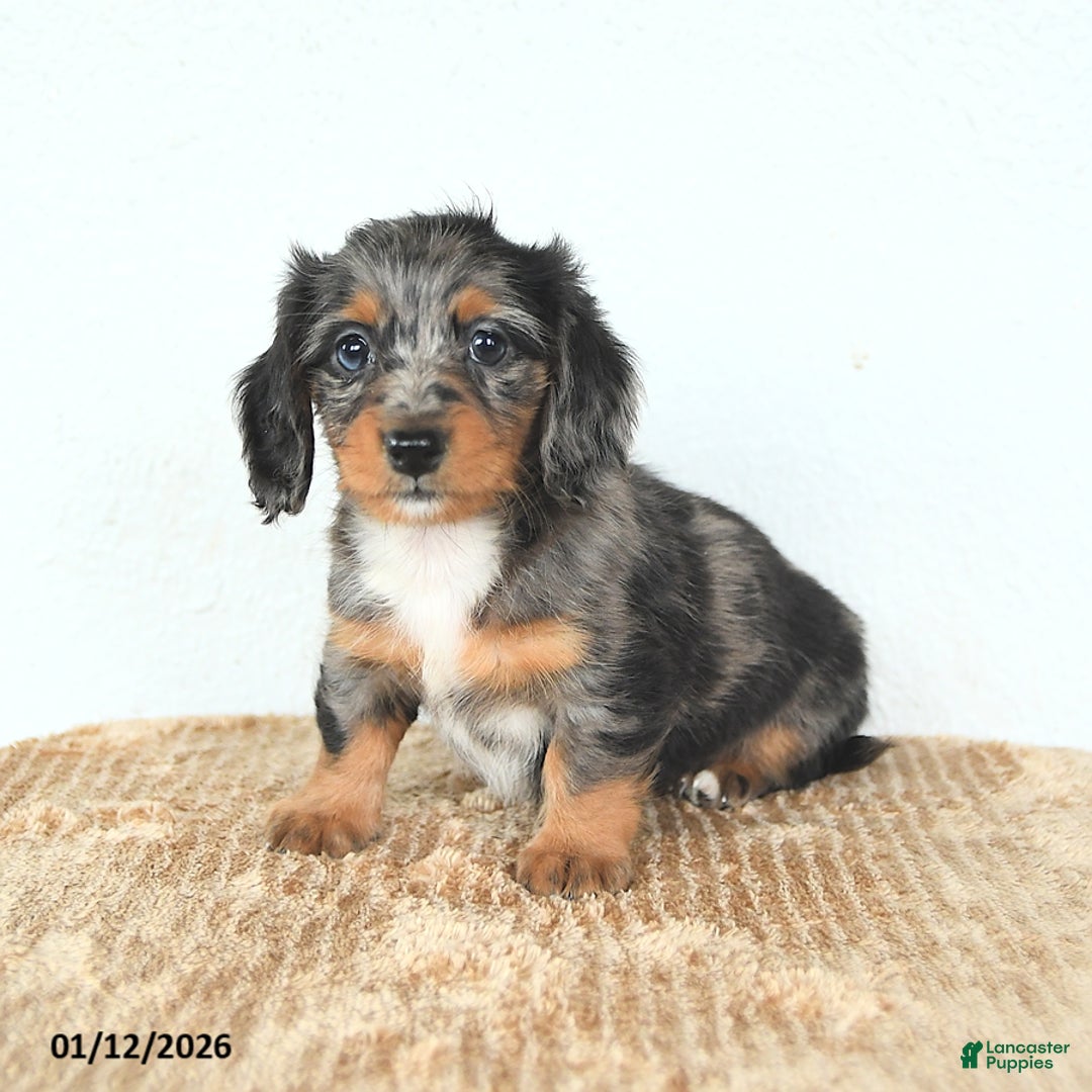 Miniature Dachshund dogs for sale: Dolly - Ad 1