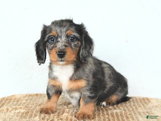 Miniature Dachshund dogs Dolly - Ad 1