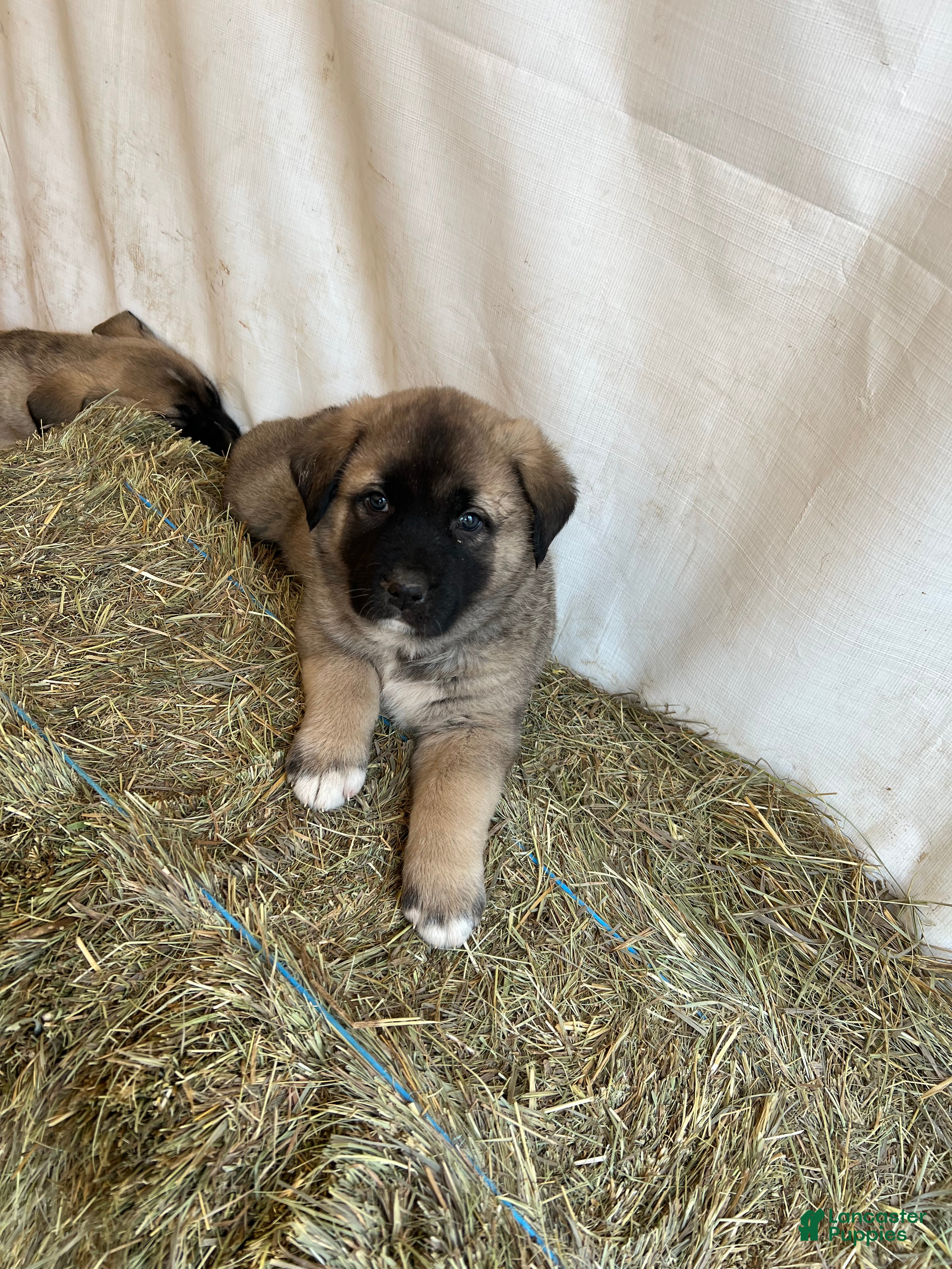 Anatolian Shepherd dogs Grizz - Ad 1